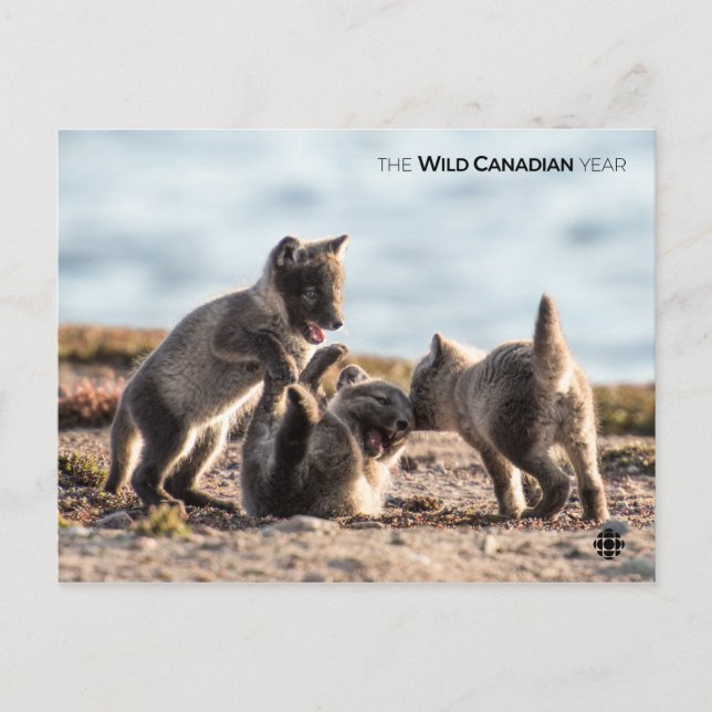 Carte Postale Printemps - Renard arctique (Devant)
