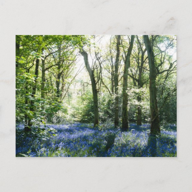 Carte postale Printemps Sunbeams (Devant)