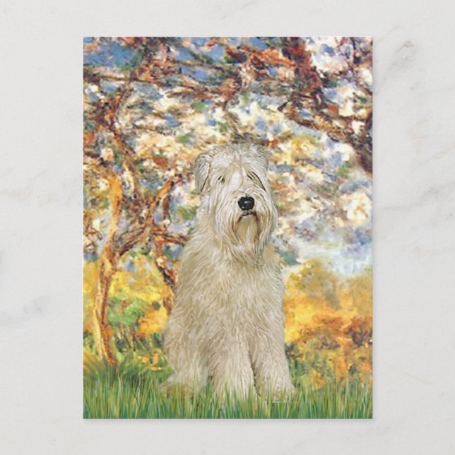 Carte Postale Printemps - Wheaten Terrier 7 (Devant)
