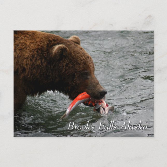 Carte Postale Pris, Brooks Falls Alaska (Devant)
