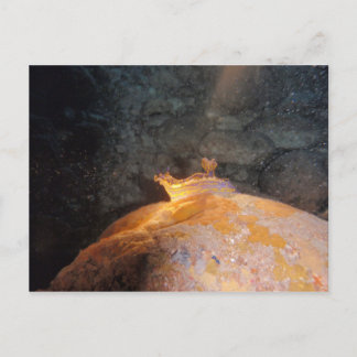 Carte Postale Pris sous les projecteurs