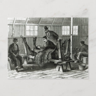 Carte Postale Prise du virus du veau