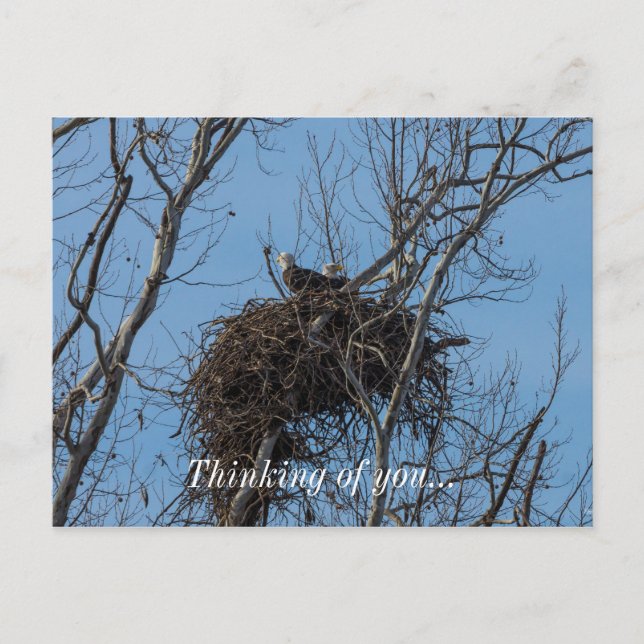Carte Postale Problème de double aigle (Devant)