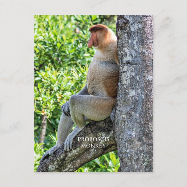 Carte Postale Proboscis singe (Devant)