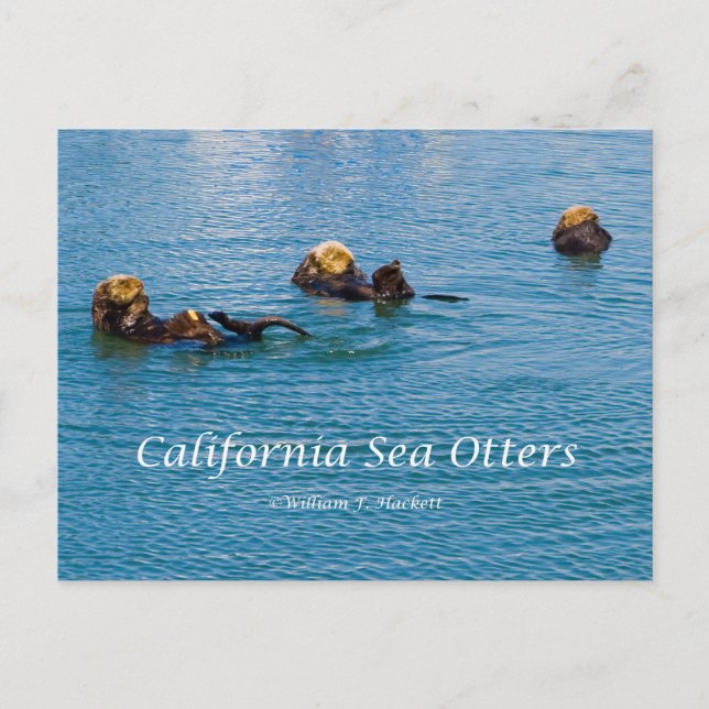 Carte Postale Produits California Sea Otter California (Devant)