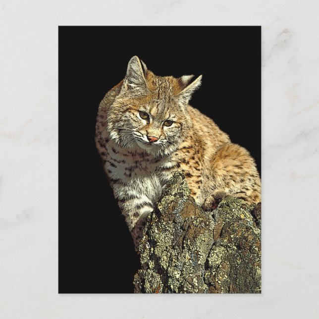 Carte Postale Produits de chat sauvage de Junglewalk.com (Devant)