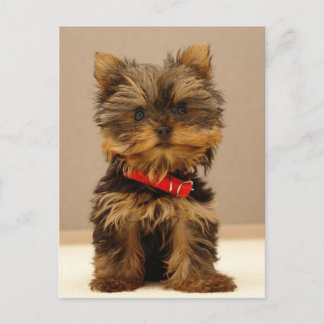 Carte Postale Produits Yorkie