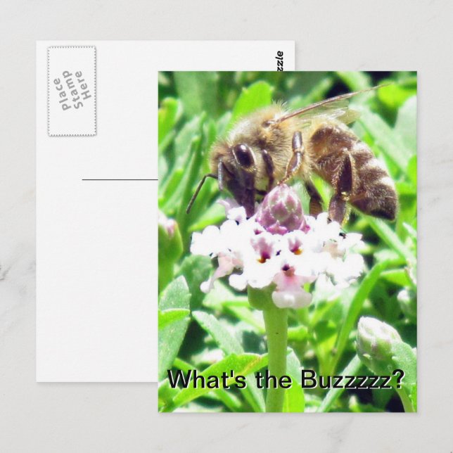 Carte postale - Profil d'abeille à miel (Devant / Derrière)