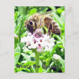Carte postale - Profil d'abeille à miel