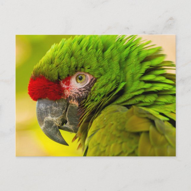 Carte Postale Profil d'ara au zoo de Santa Barbara (Devant)