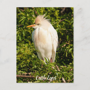 Carte postale Profil de bétail
