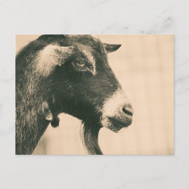Carte Postale Profil de chèvre (Devant)