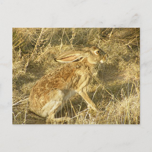 Carte Postale Profil de coucher de soleil Jacklapin (Devant)