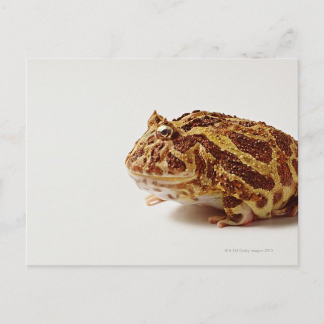 Carte Postale Profil de la grenouille à cornes argentine (Devant)