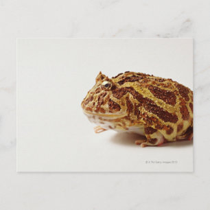 Carte Postale Profil de la grenouille à cornes argentine
