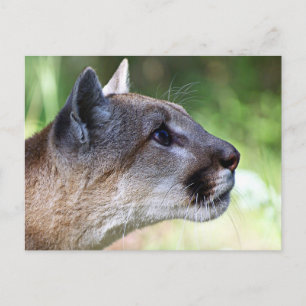 Carte Postale Profil de lion de montagne