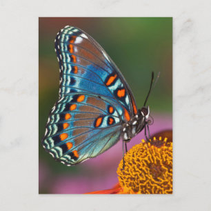 Carte Postale Profil de papillon sur une fleur