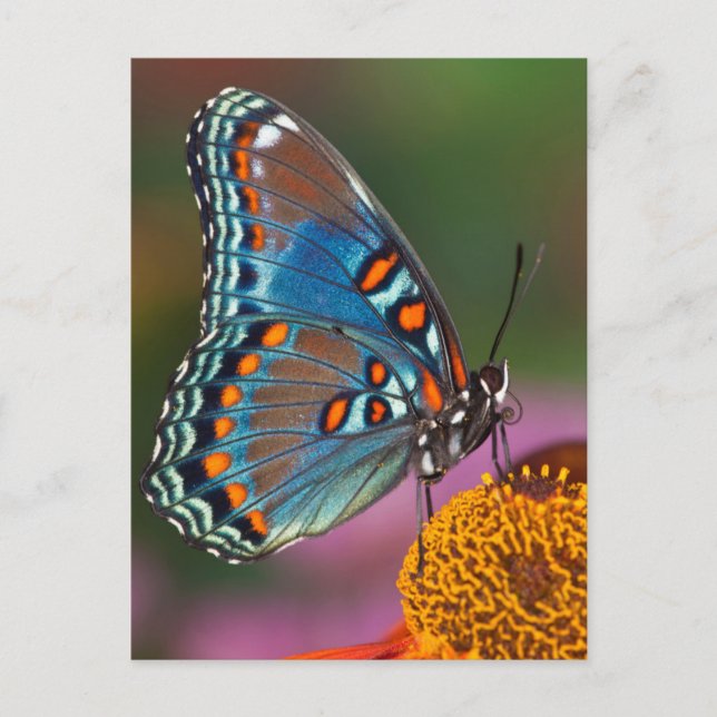 Carte Postale Profil de papillon sur une fleur (Devant)
