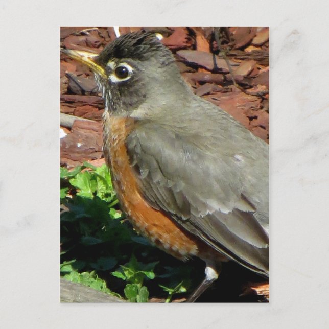 Carte Postale Profil de Robin (Devant)