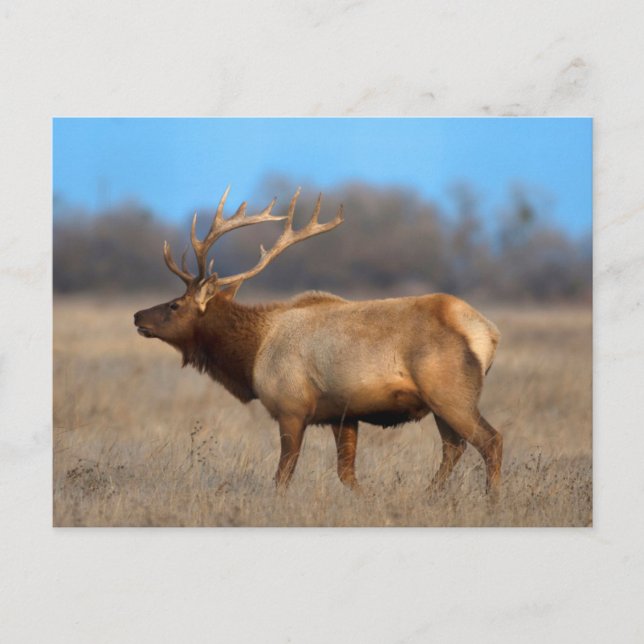 Carte Postale Profil d'Elk à l'automne (Devant)