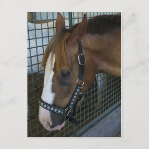 Carte Postale Profil du cheval