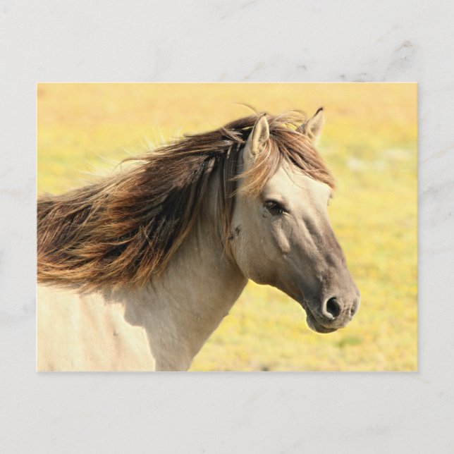 Carte Postale Profil du cheval beige (Devant)