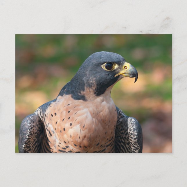 Carte Postale Profil du faucon pèlerin (Devant)