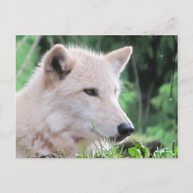 Carte Postale Profil du loup blanc (Devant)