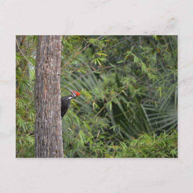 Carte Postale Profil du Pic pileaté à tête rouge de Floride (Devant)