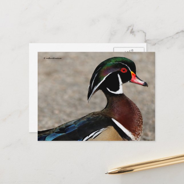 Carte Postale Profil d'un Canard branchu mâle (Devant/Arrière en situation)