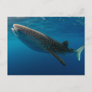 Carte Postale Profil d'un requin baleine, Indonésie