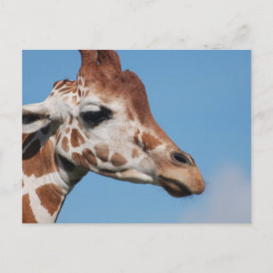 Carte postale Profil Giraffe