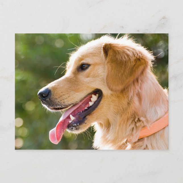 Carte Postale Profil Golden Retriever avec sortie de langue (Devant)