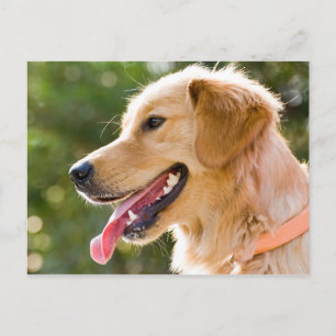 Carte Postale Profil Golden Retriever avec sortie de langue