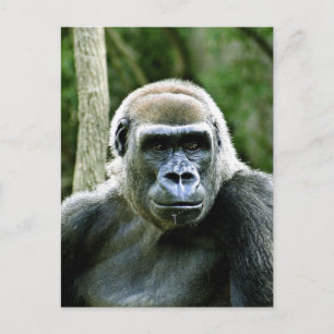 Carte postale Profil Gorilla