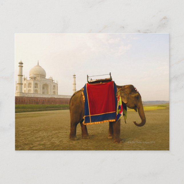 Carte Postale Profil latéral d'un éléphant, Taj Mahal, Inde (Devant)
