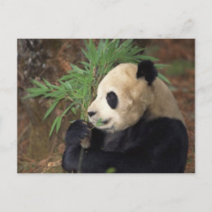 Carte Postale Profil Panda
