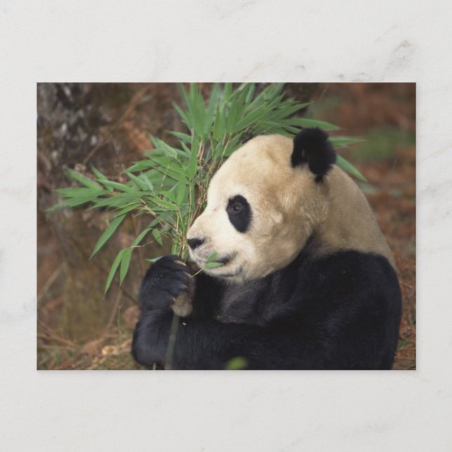 Carte Postale Profil Panda (Devant)