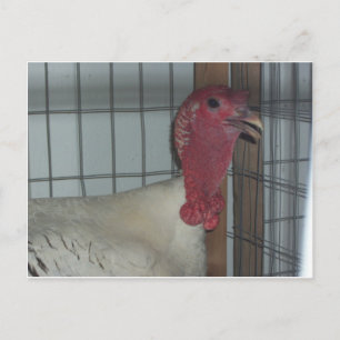 Carte Postale Profil turc