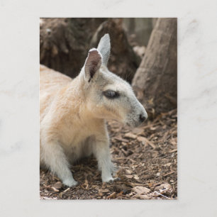 Carte Postale Profil Wallaby