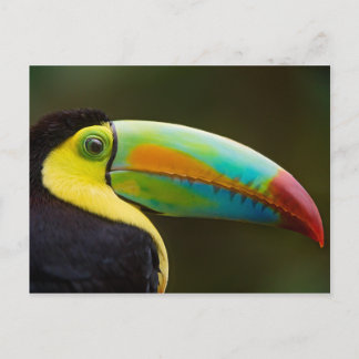 Carte Postale Profile of a Keel-billed Toucan