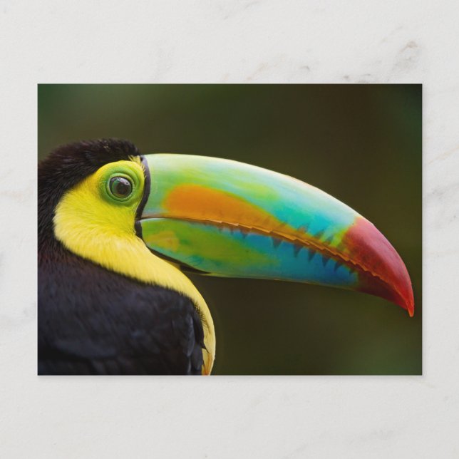 Carte Postale Profile of a Keel-billed Toucan (Devant)