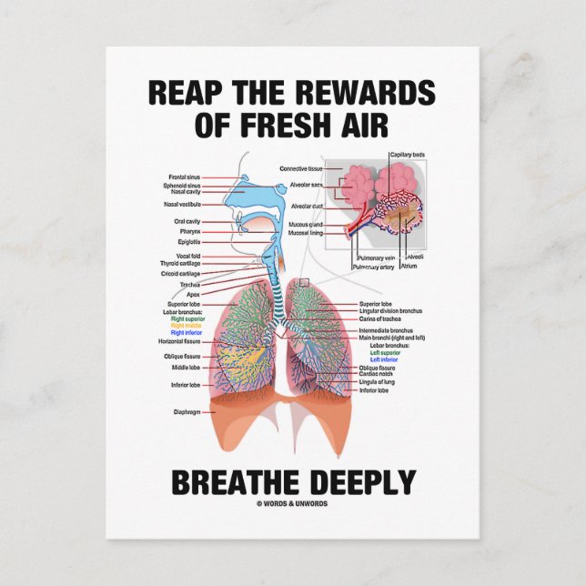 Carte Postale Profitez Des Récompenses D'Une Respiration Aérienn (Devant)