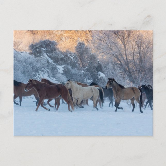 Carte Postale Promenade à cheval en hiver sur Hideout Ranch (Devant)