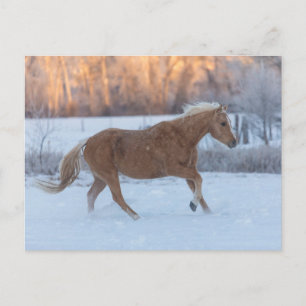 Carte Postale Promenade à cheval en hiver sur Hideout Ranch