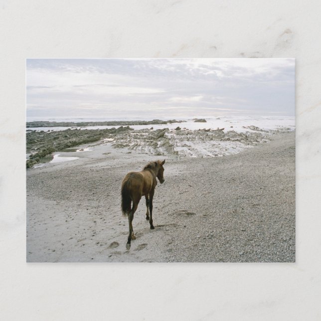 Carte Postale Promenade à cheval sur la plage (Devant)