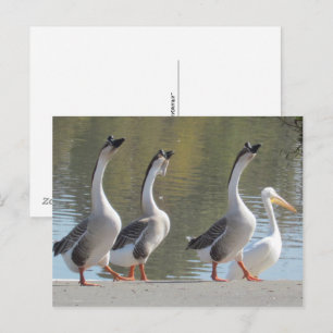 Carte postale - Promenade au bord du lac