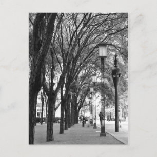 Carte Postale Promenade bordée d'arbres de New York