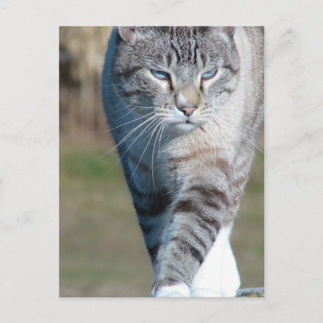 Carte Postale Promenade de chats (Devant)