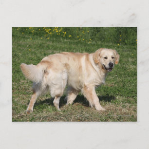 Carte Postale Promenade de Golden Retriever